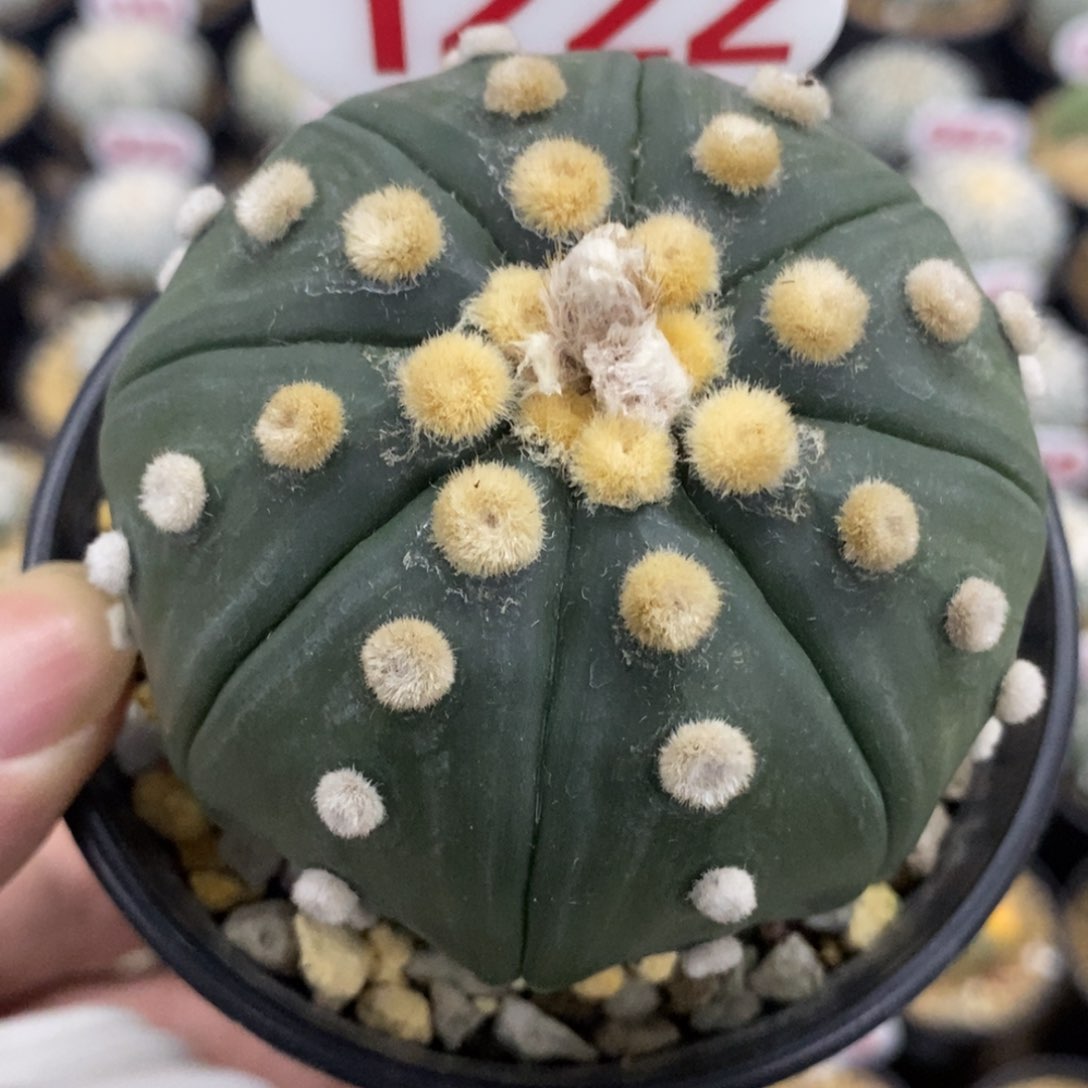 1222琉璃大绒兜福利