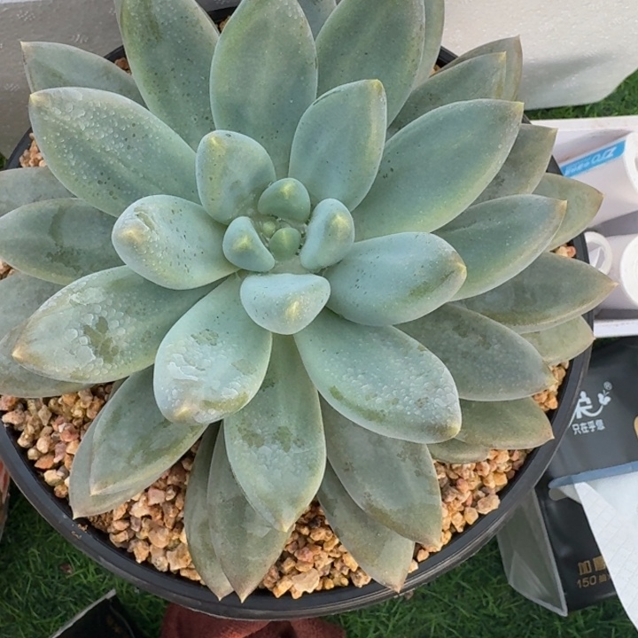 再***好多肉植物哥特萝莉