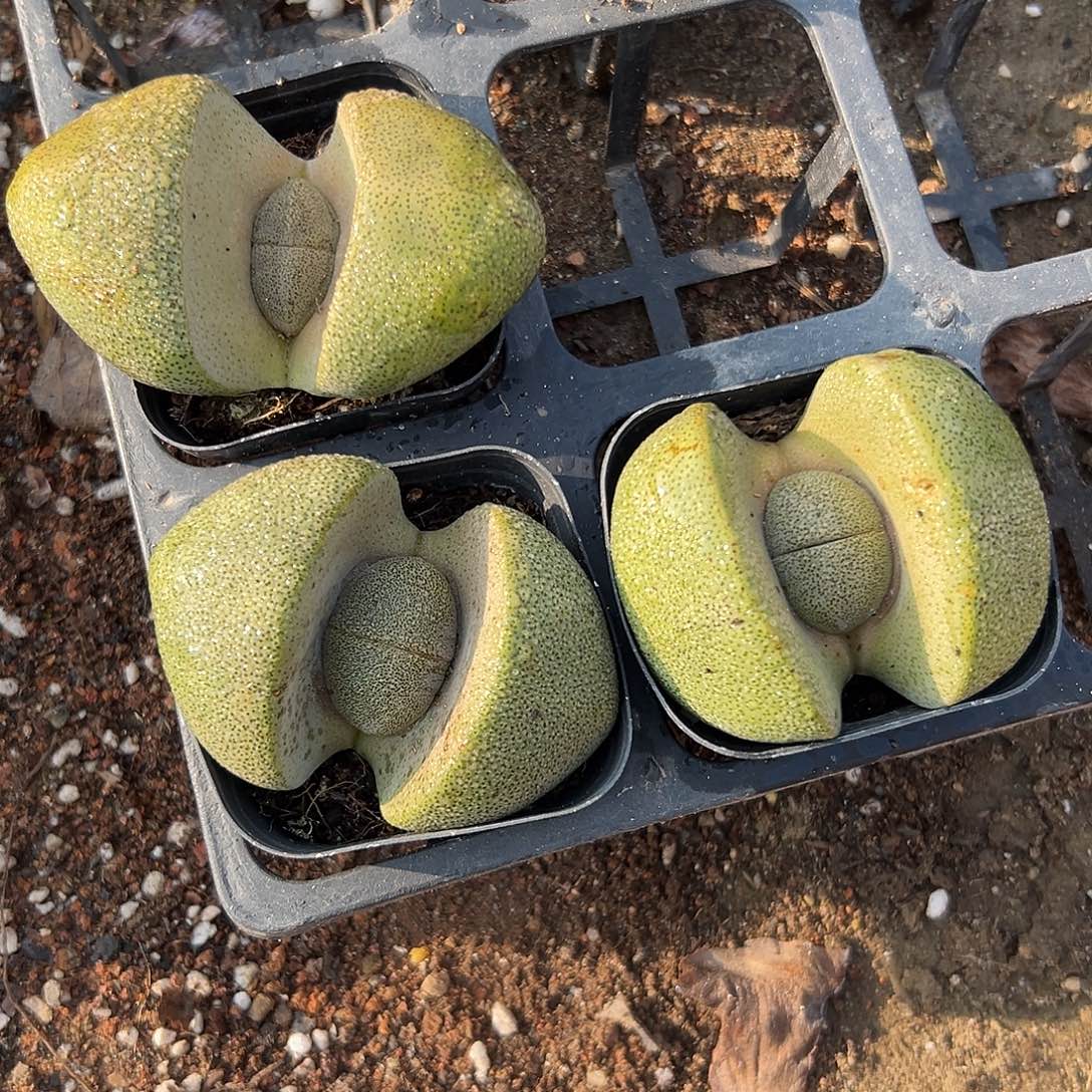 多肉植物三个元宝