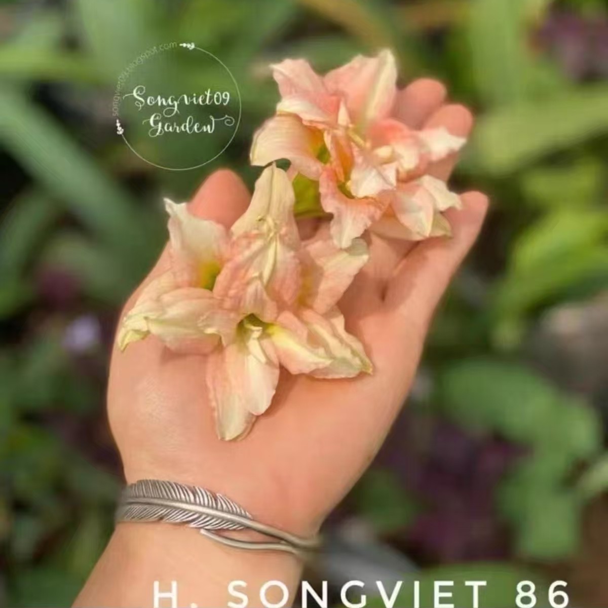 朱顶红【SV86】越朱 只包对版，不包后期养护