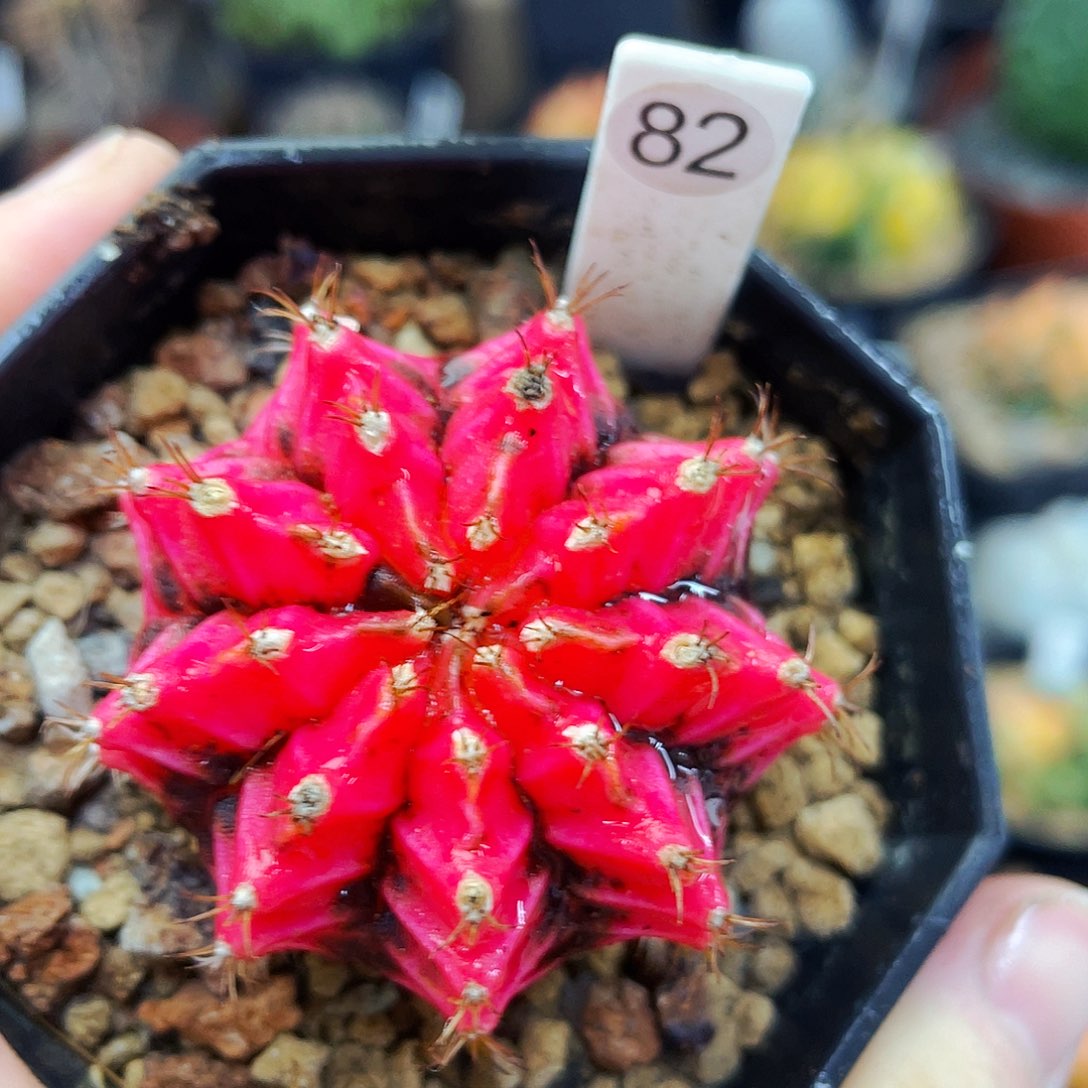 非偏远地区满25包邮仙人球