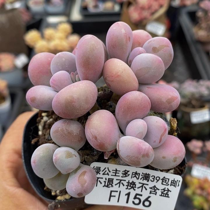 腰子桃花6cm156多肉植物