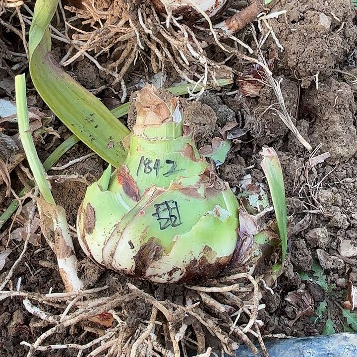 叶**尘甜蜜大球带侧1842