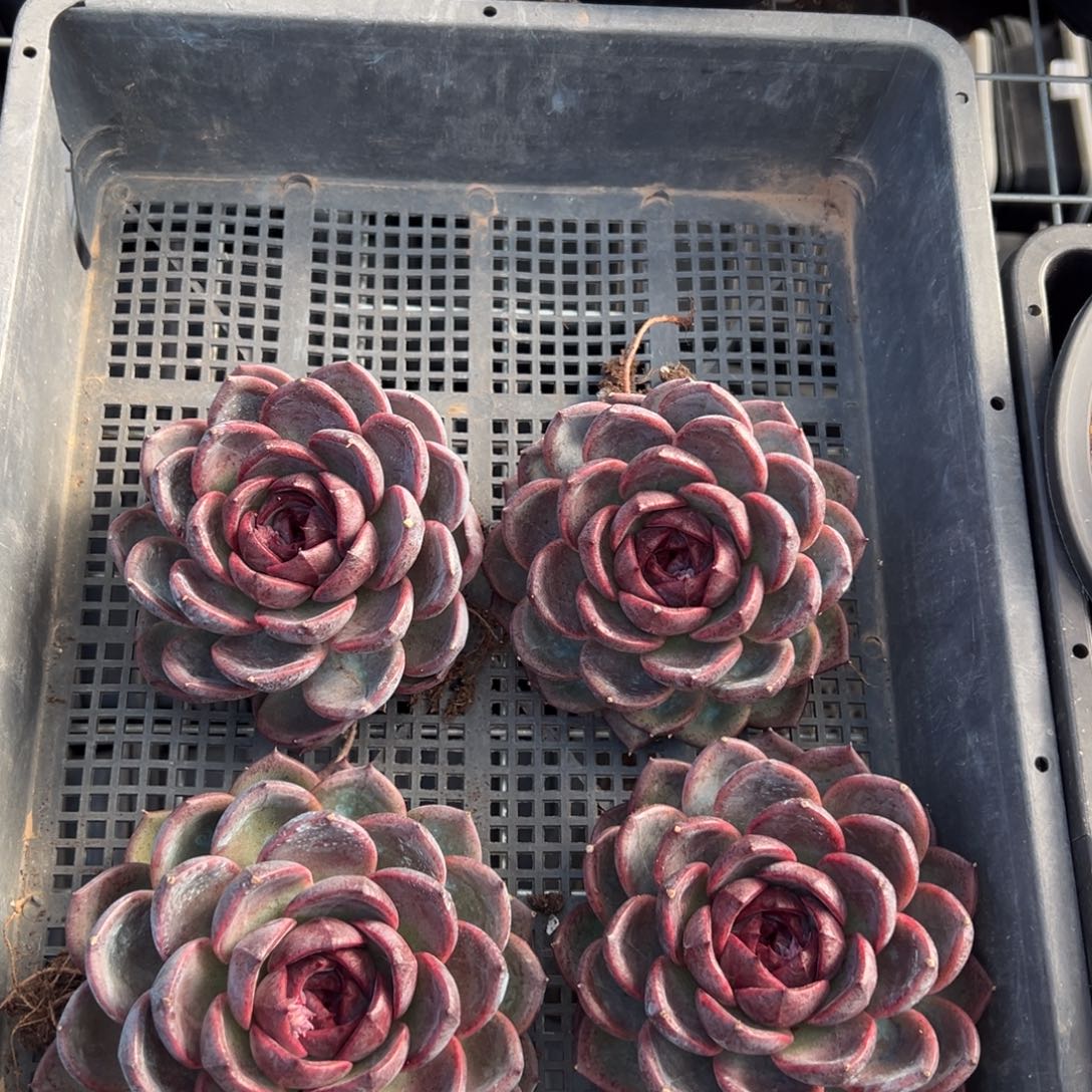 3159量肉肉肉肉肉肉