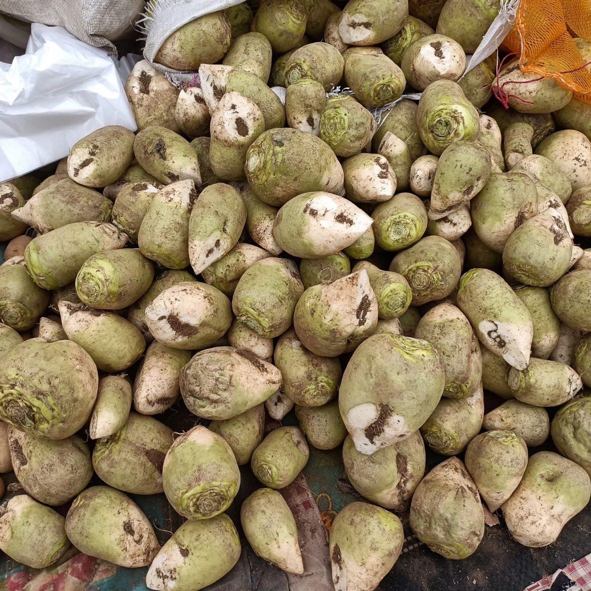 （明日达）芥菜嘎哒新鲜回家做咸菜吃芥菜