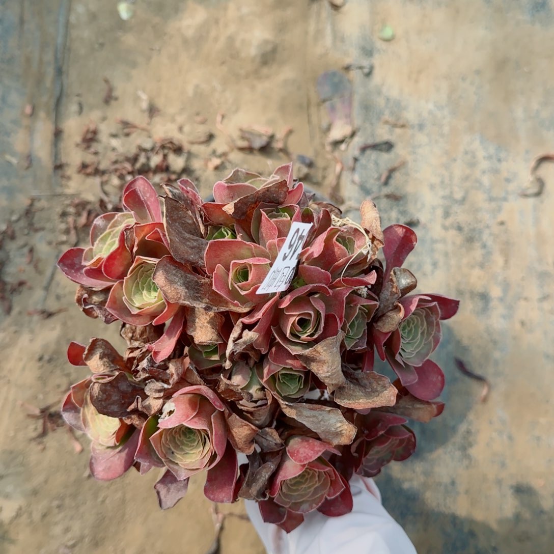 魅金玫瑰546满20包邮断枝不包