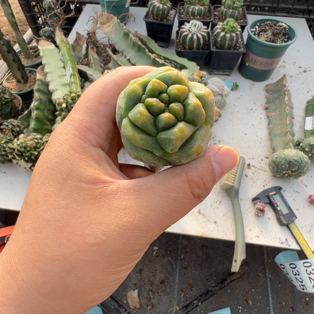 变异龟甲鸾仙人球321号