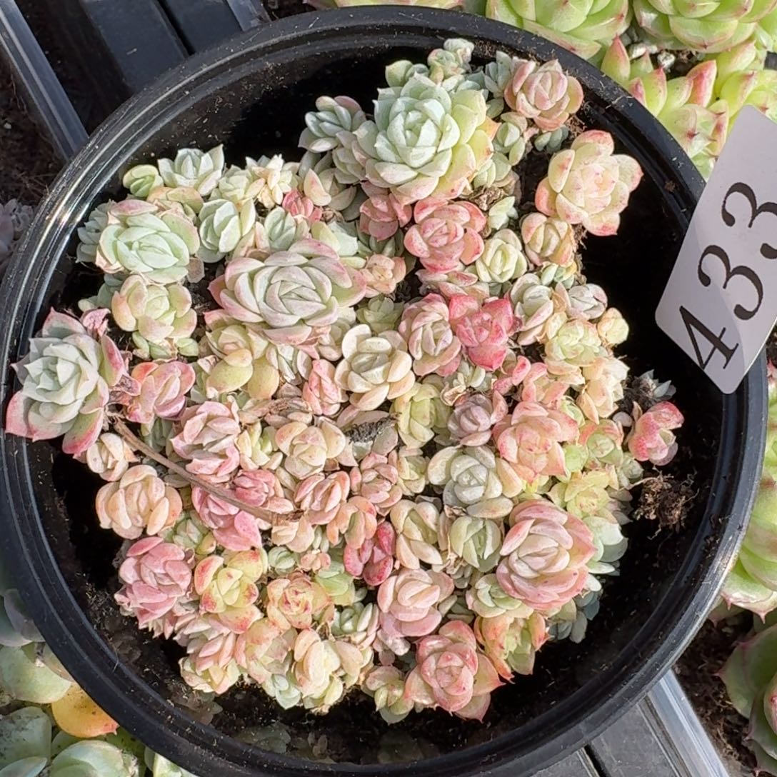 多肉植物多肉植物433