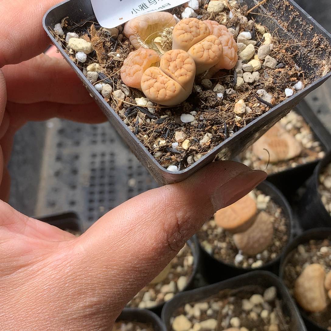 K317多肉植物保护研究所