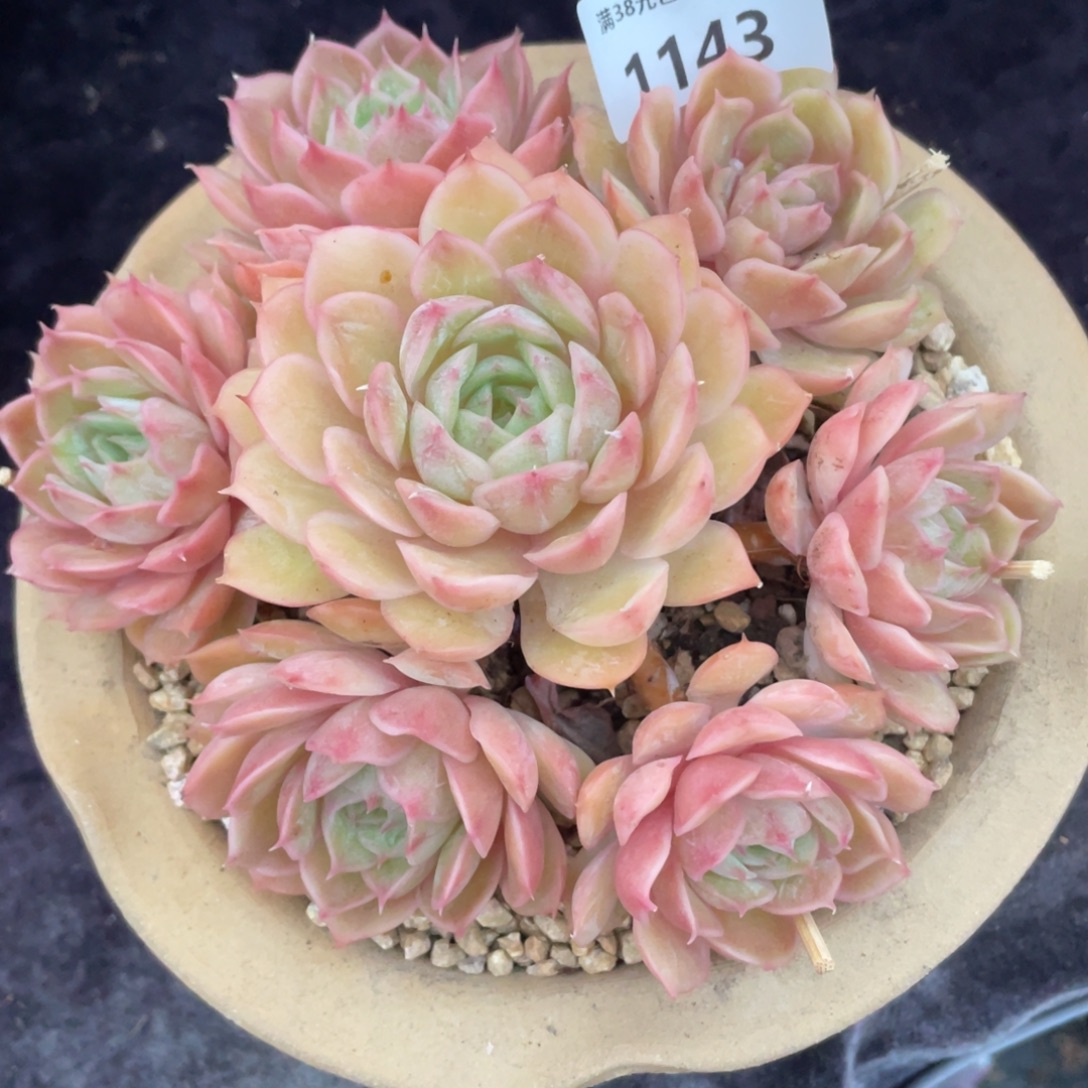 小****1143昂斯诺群生多肉植物一物一拍