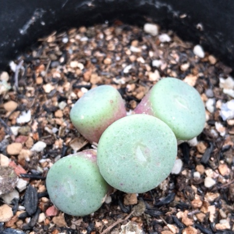 多肉肉锥 紫花毛饼