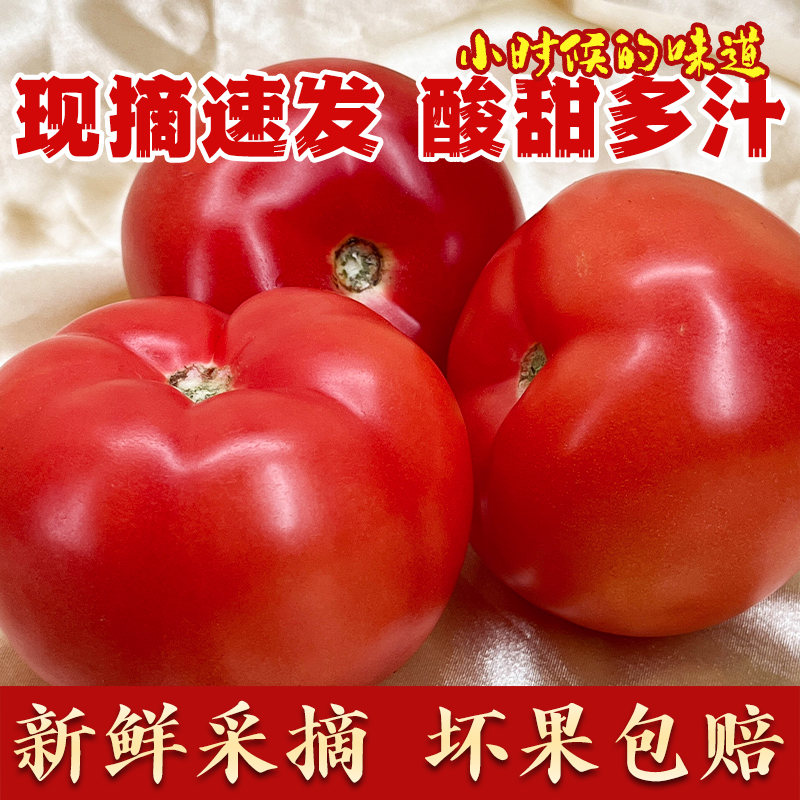 5斤现摘番茄西红柿自然成熟沙瓤西红柿酸甜爽口新鲜采摘