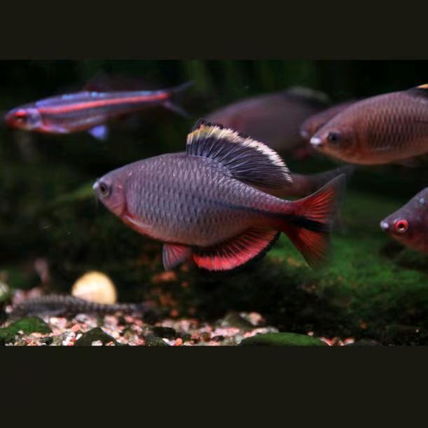 原生鱼齐氏鱊一物一拍专用链接 