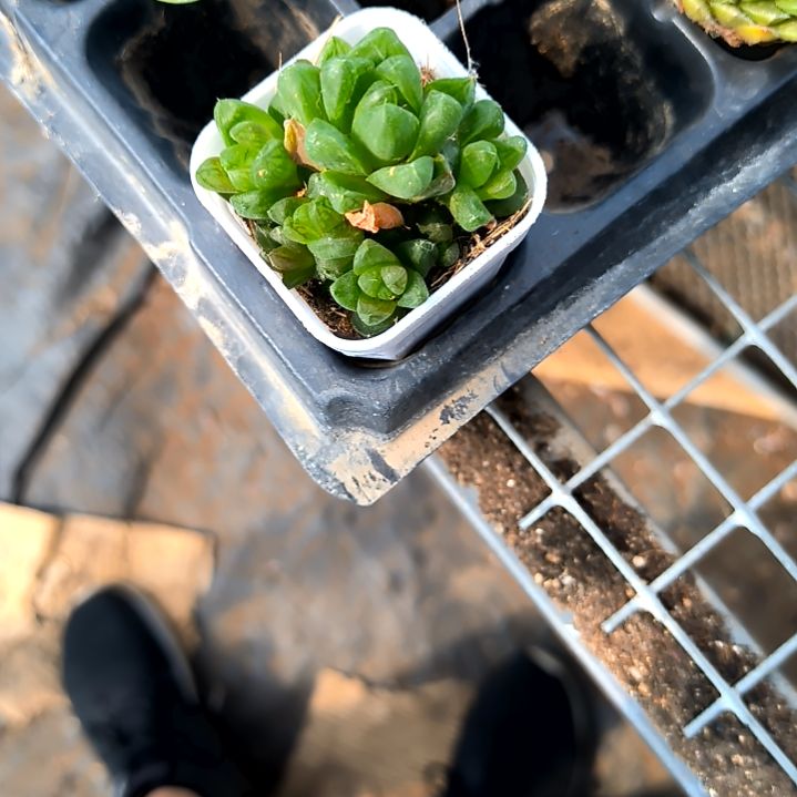 5元包邮多肉翘楚，水晶玉露方盆