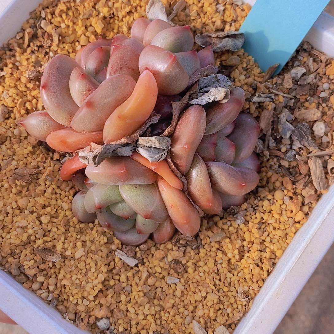 l**a599多肉植物老桩