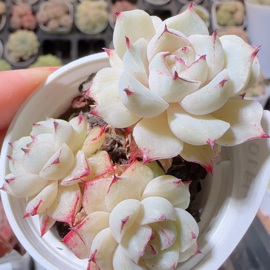 花语多肉1210-37女王散