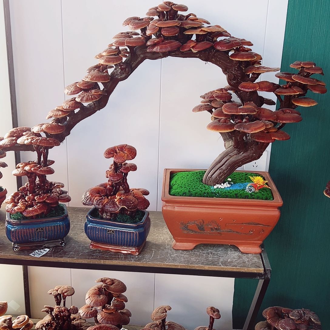 【闪购商品】无花朵