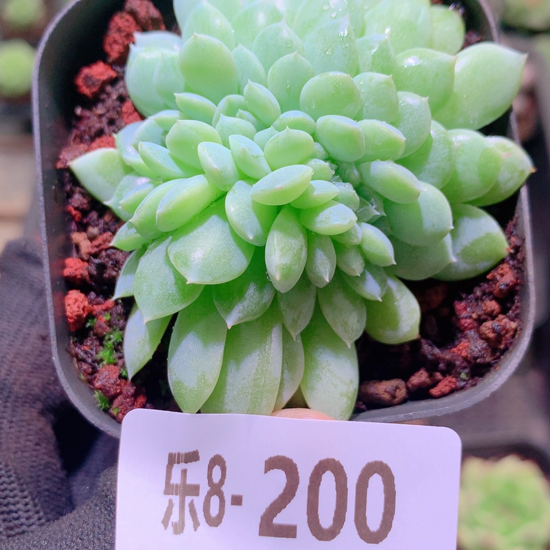 乐然8-200 新品缀化 