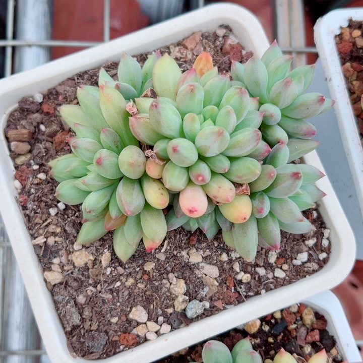 精品多肉植物老桩岩子随机发