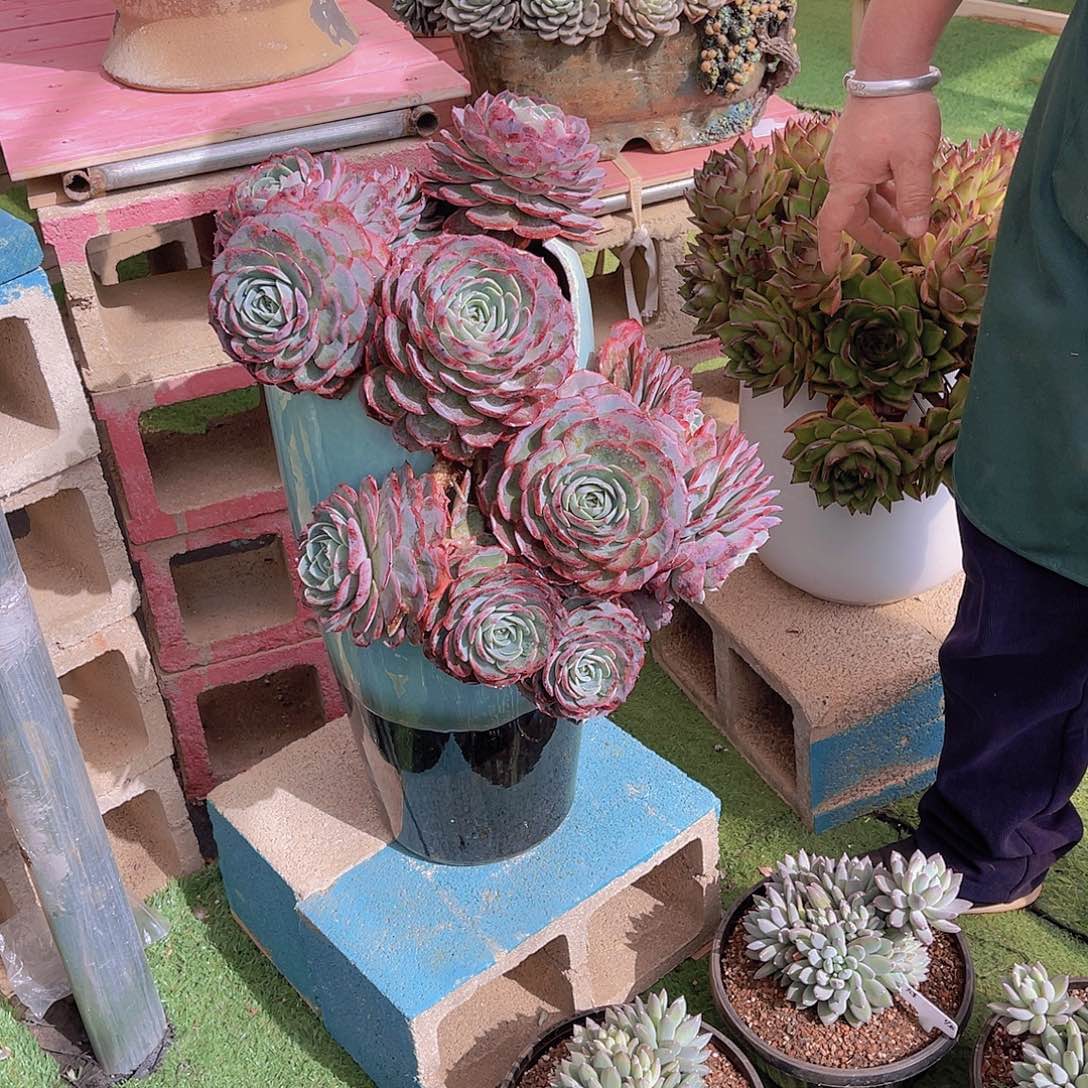 ?*然多肉杂交安然带盆