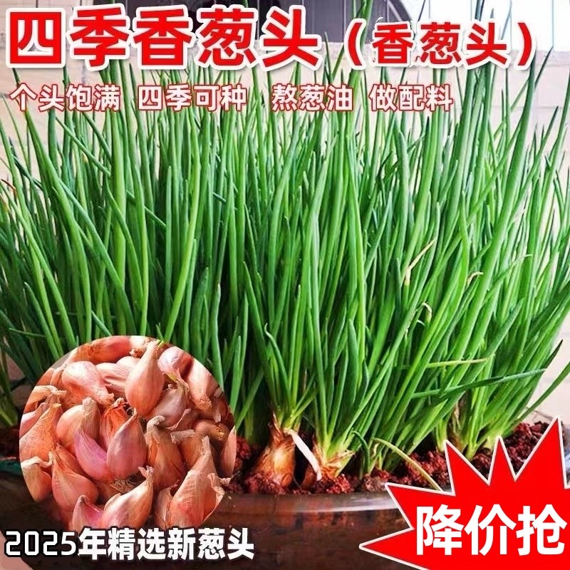 四季红根小香葱种子红葱头葱籽葱头葱种籽四季农家盆栽菜蔬菜种孑