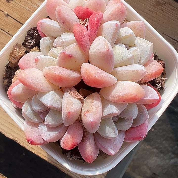 多肉冰玉5头1168