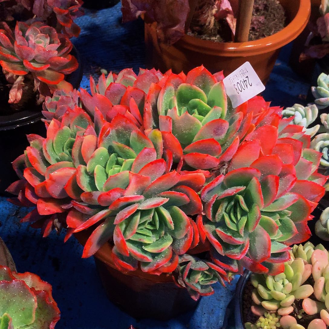 L***Z      绮罗多肉24003