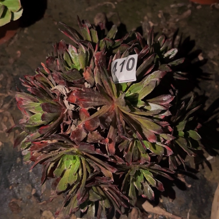 410青衣七彩多肉植物不售后
