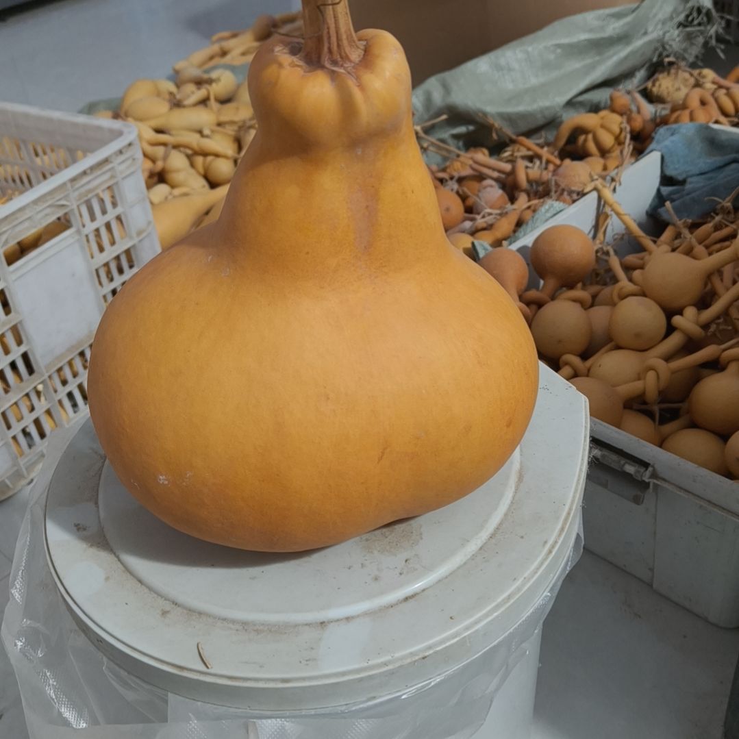 有机玻璃葫芦连体588