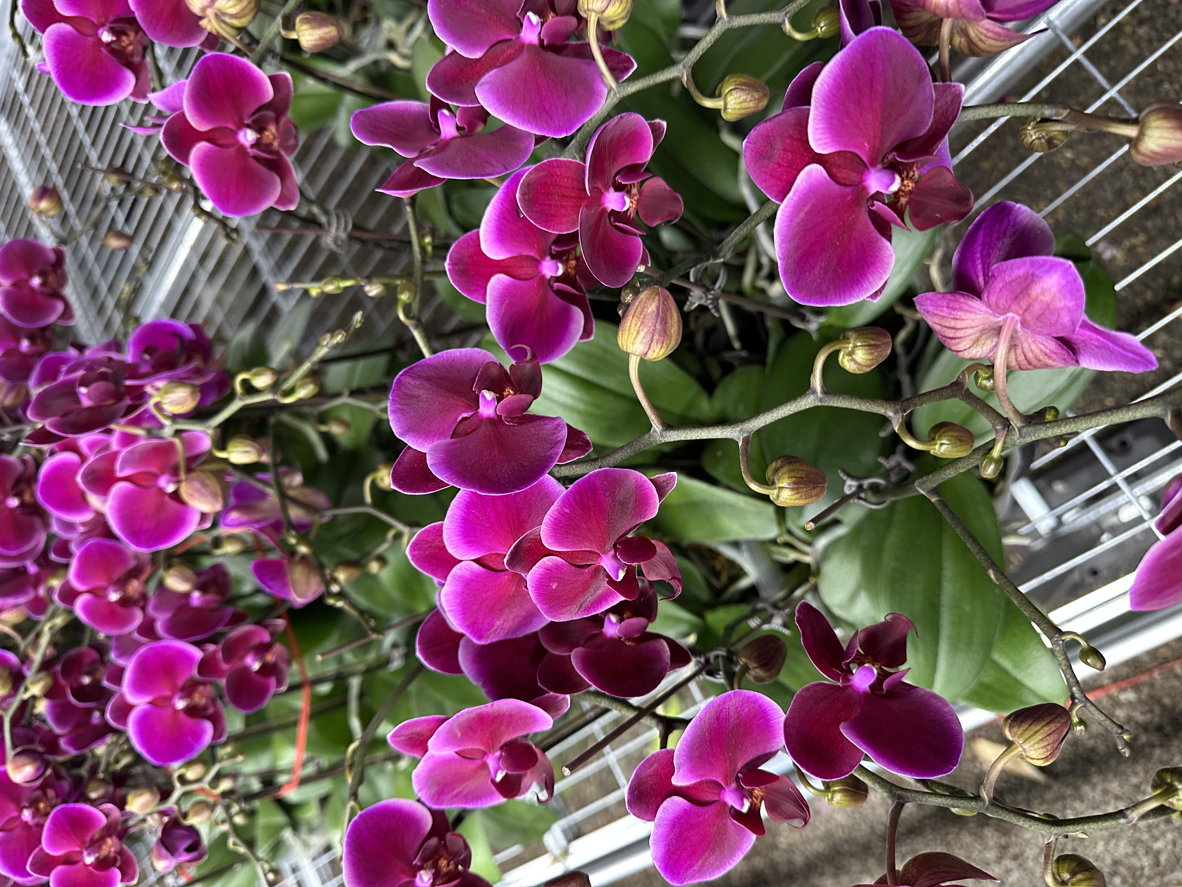 香山【3.0寸杯】高档蝴蝶兰鲜花盆栽