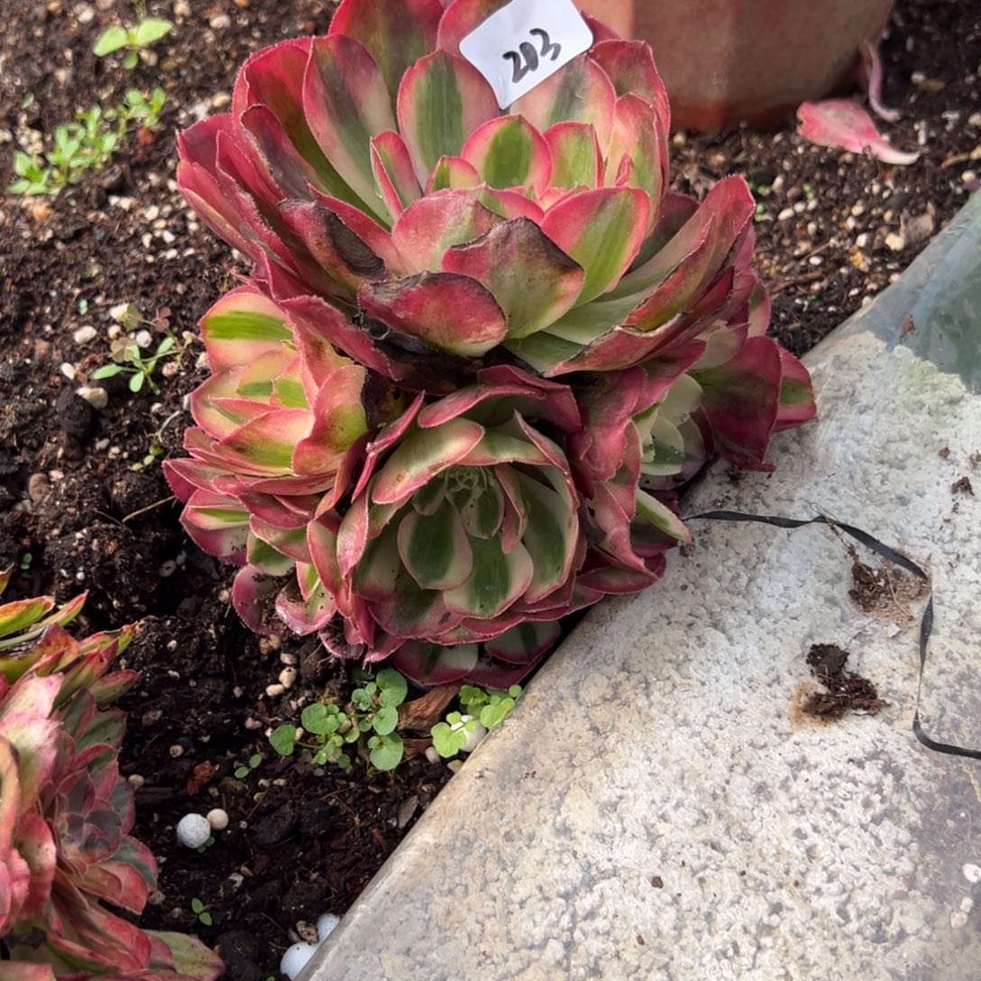 203鸿运多肉多肉多肉