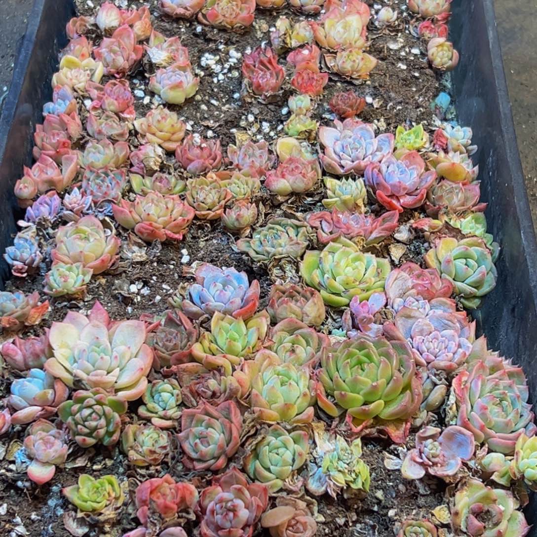 651多肉葡萄的味道涩图我的最新动态我