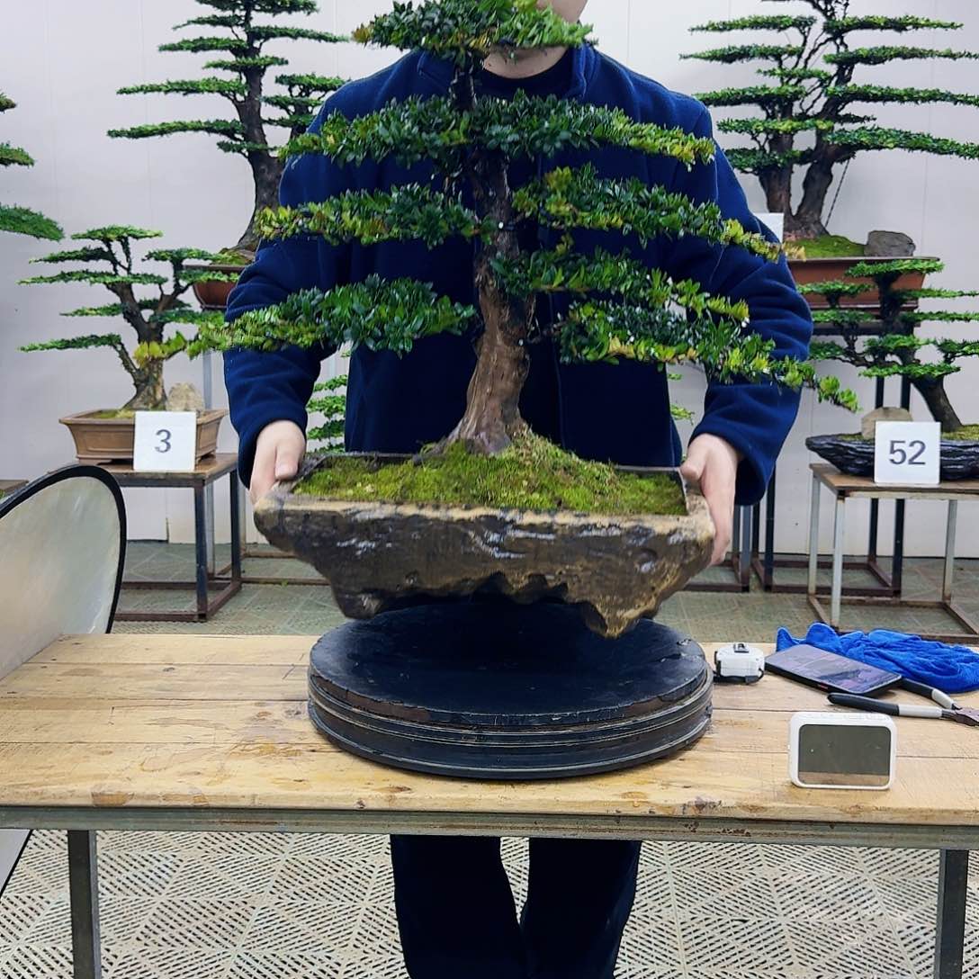 盆景罗汉松造型盆景