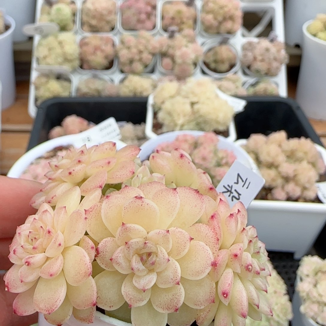 【闪购商品】0208-84（云朵-5）