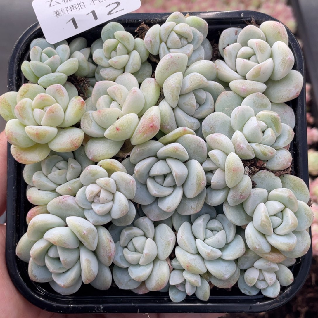 云糖心多肉植物112