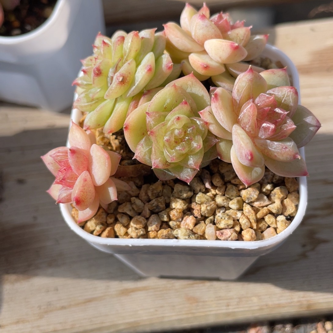 优选茉莉飘枝珍妮1256