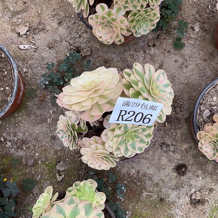 206倾城多肉植物  