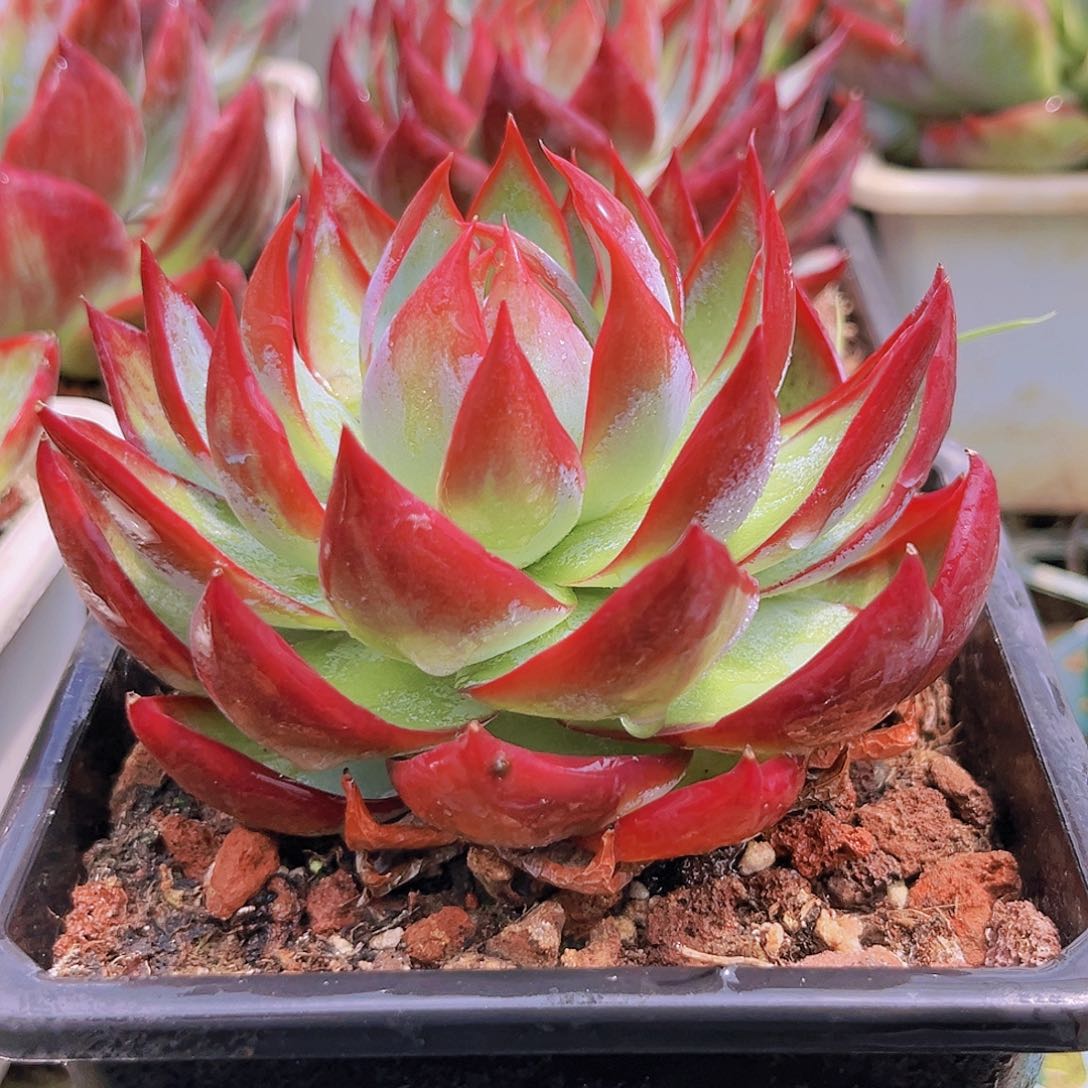 31号889888888899888888888