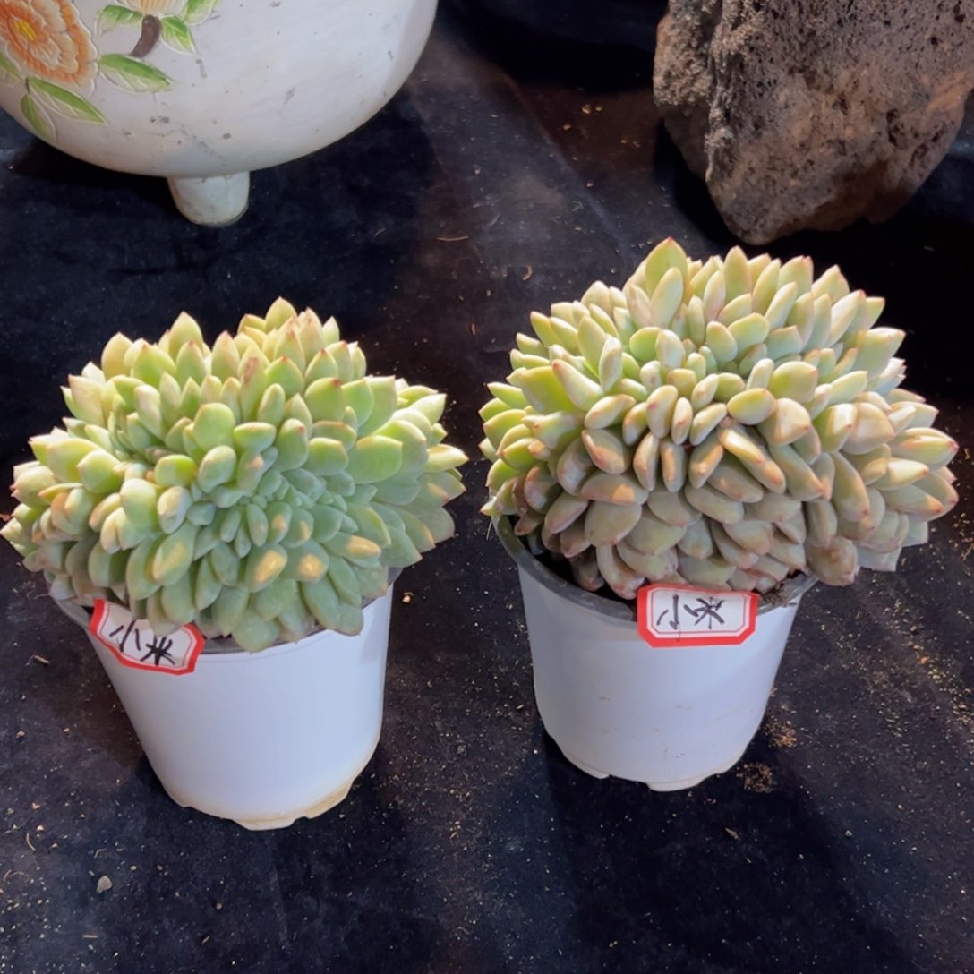 新年快乐 新年快乐