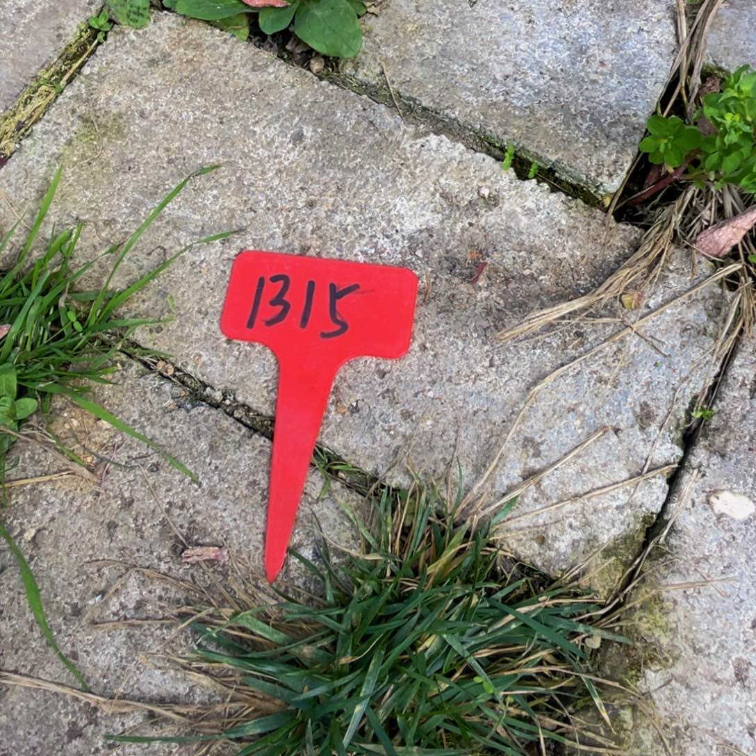 x***i1315上午多肉植物