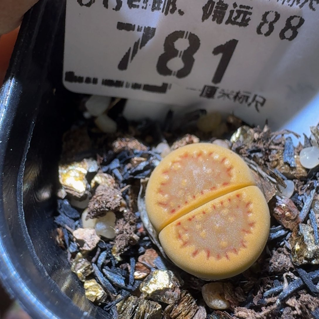 Ssss精品生石花781