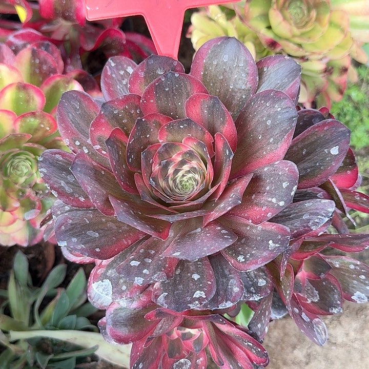 3-1918纳福多肉法师