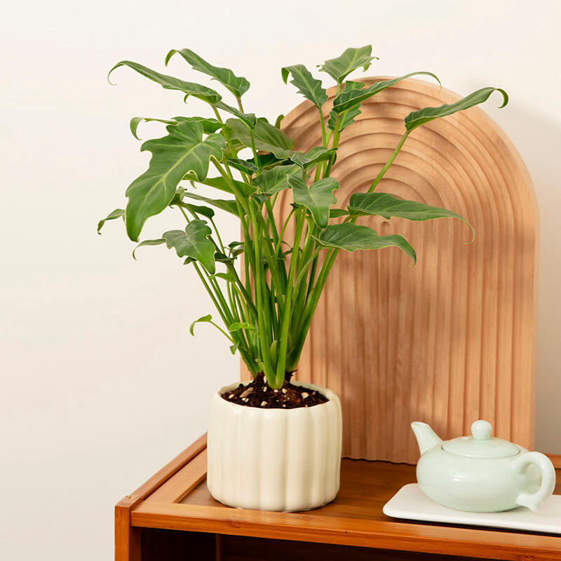 小天使春羽盆栽室内绿植四季常青好养净化空气「可水培可土培」