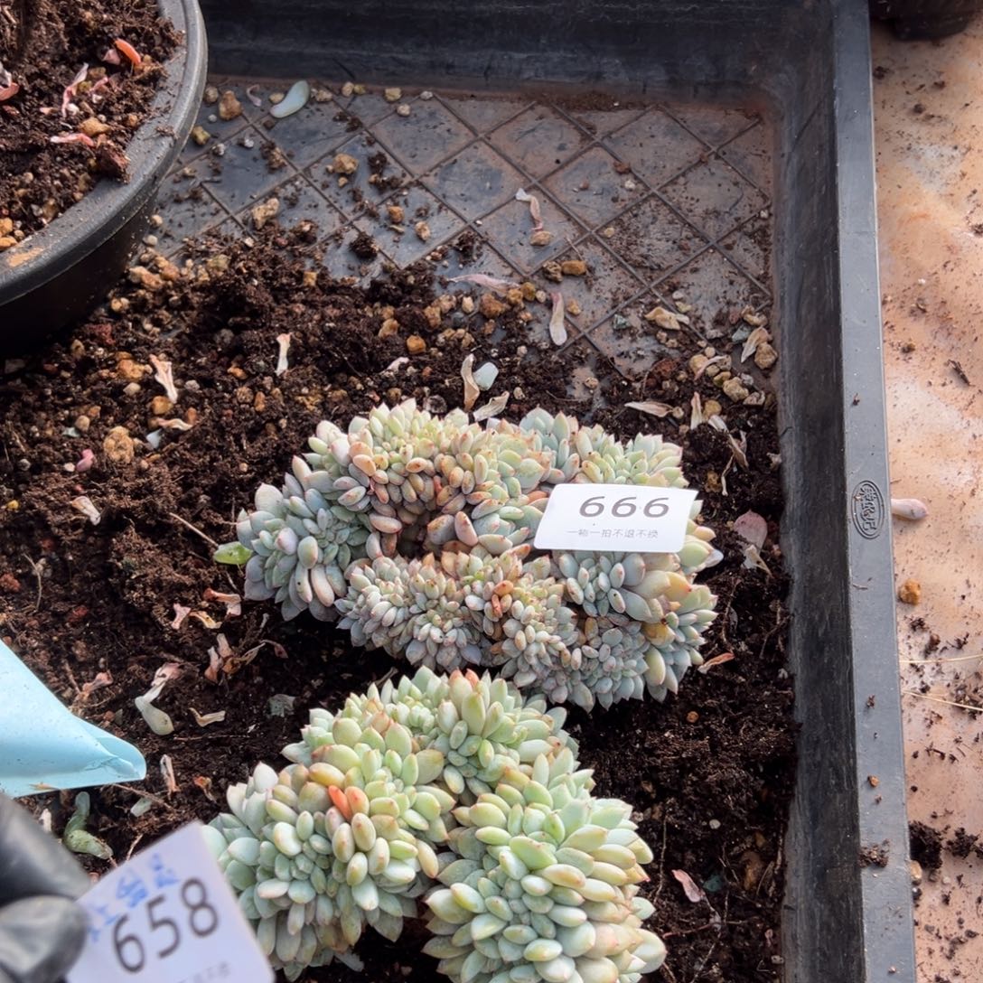 末***品缀化小树朵朵呀呀呀呀呀呀呀呀