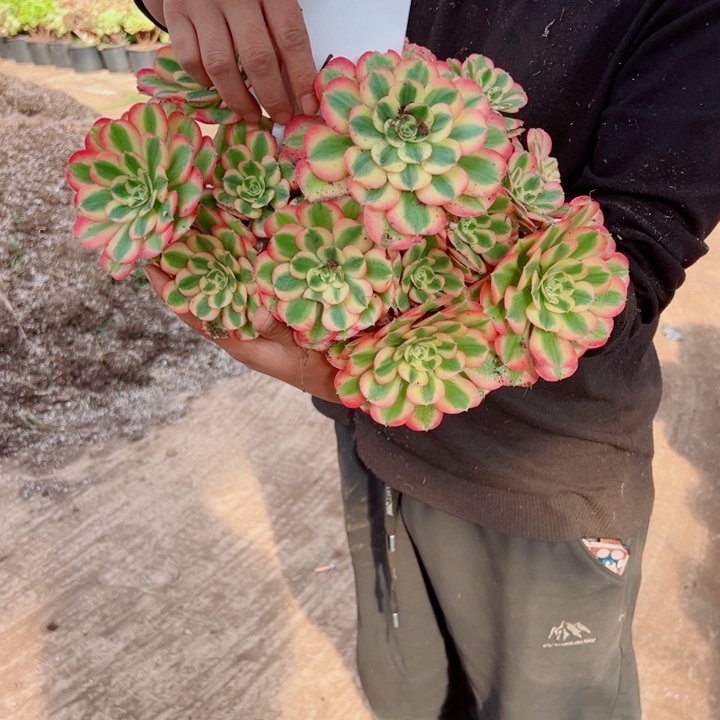 女巫5加伦42号多肉法师