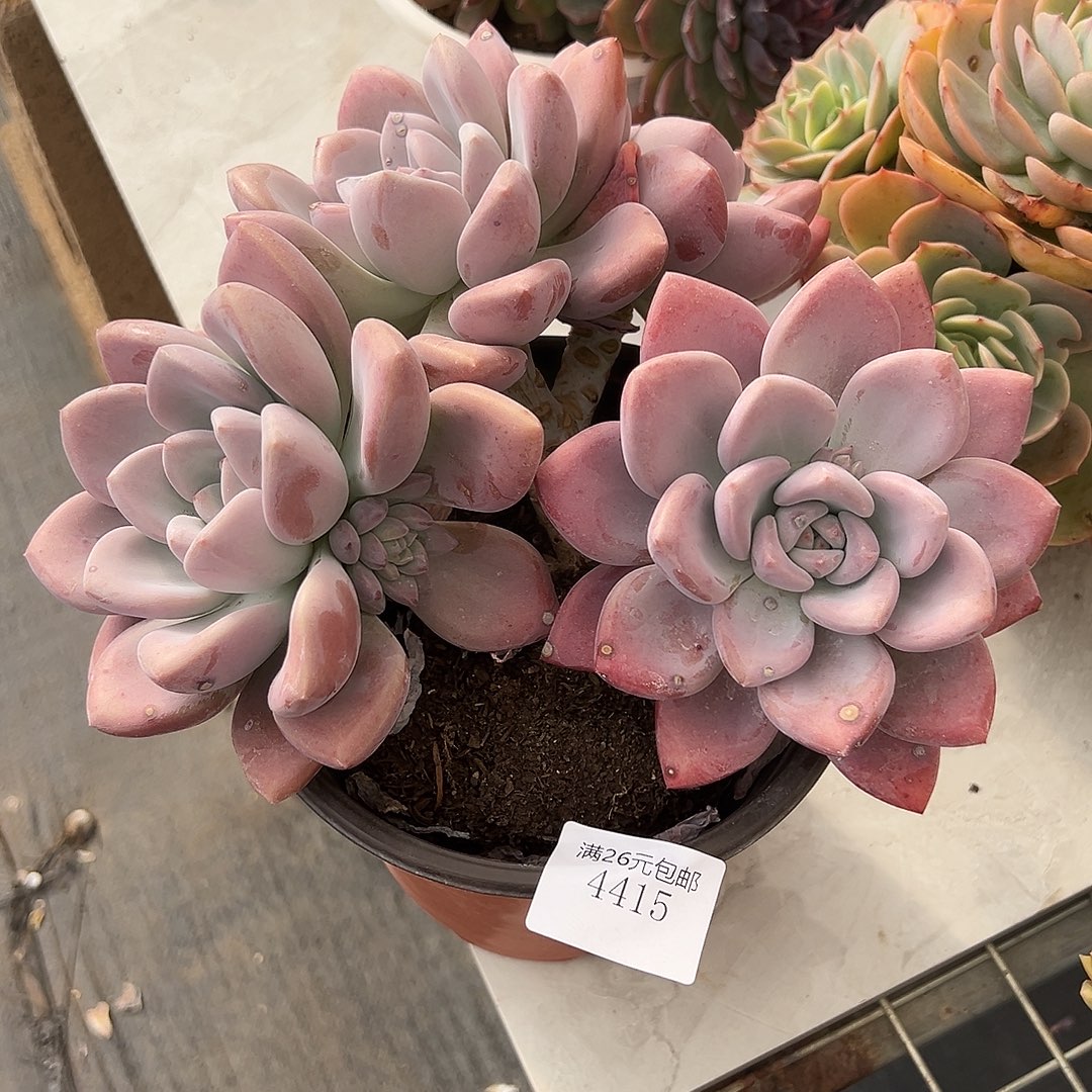 奋***84415奥普多肉植物多肉