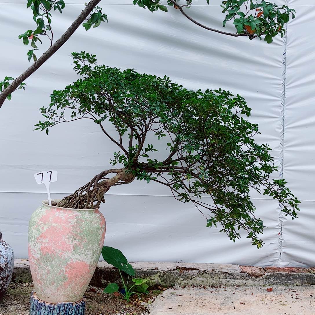 石*居海岛栀子花