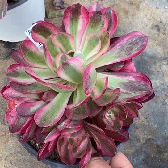 654荔枝多肉清棚福利