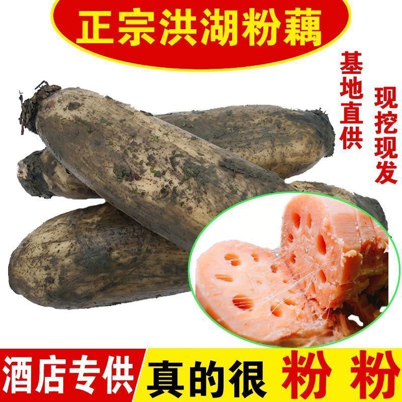 正宗湖北洪湖特级煲汤粉藕粉糯新鲜红藕当天现挖现发莲藕