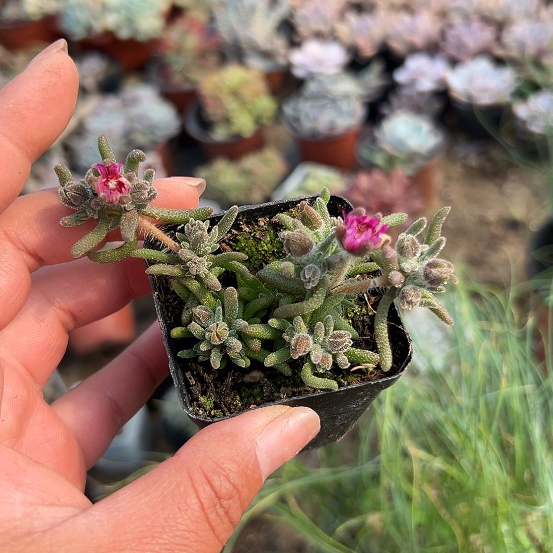 多肉植物狐尾枝干